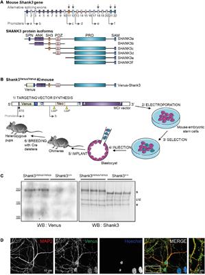 The Shank3Venus/Venus knock in mouse enables isoform-specific functional studies of Shank3a